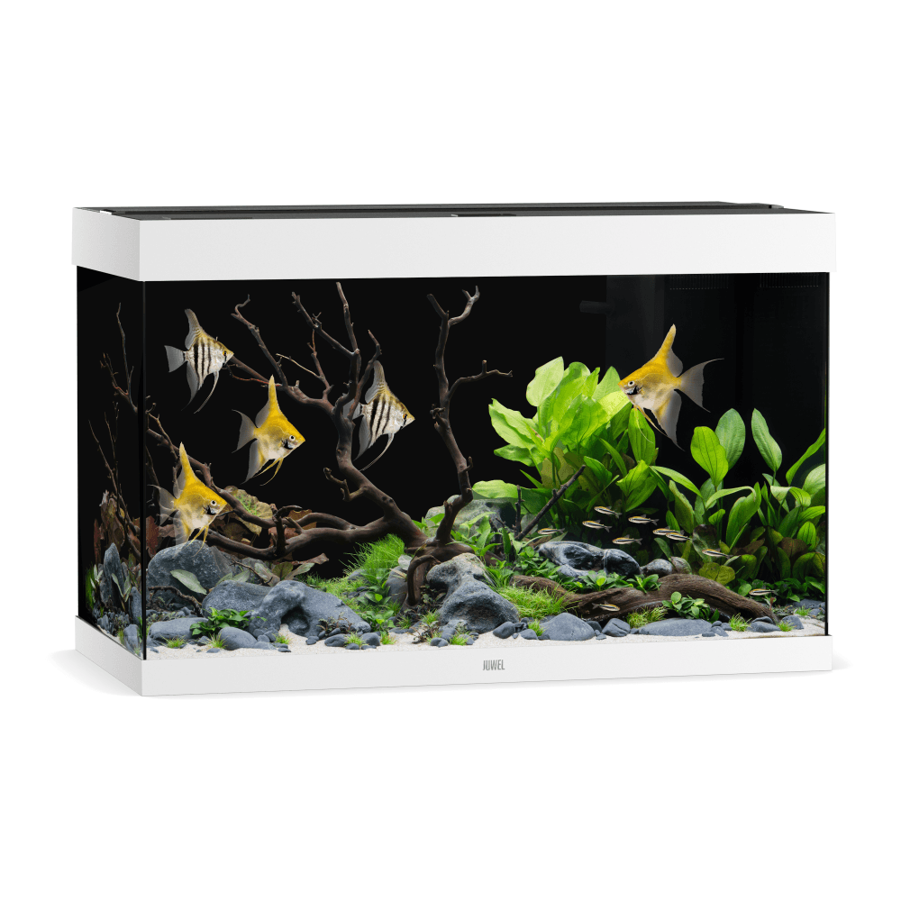 Juwel Rio 290 LED Aquarium