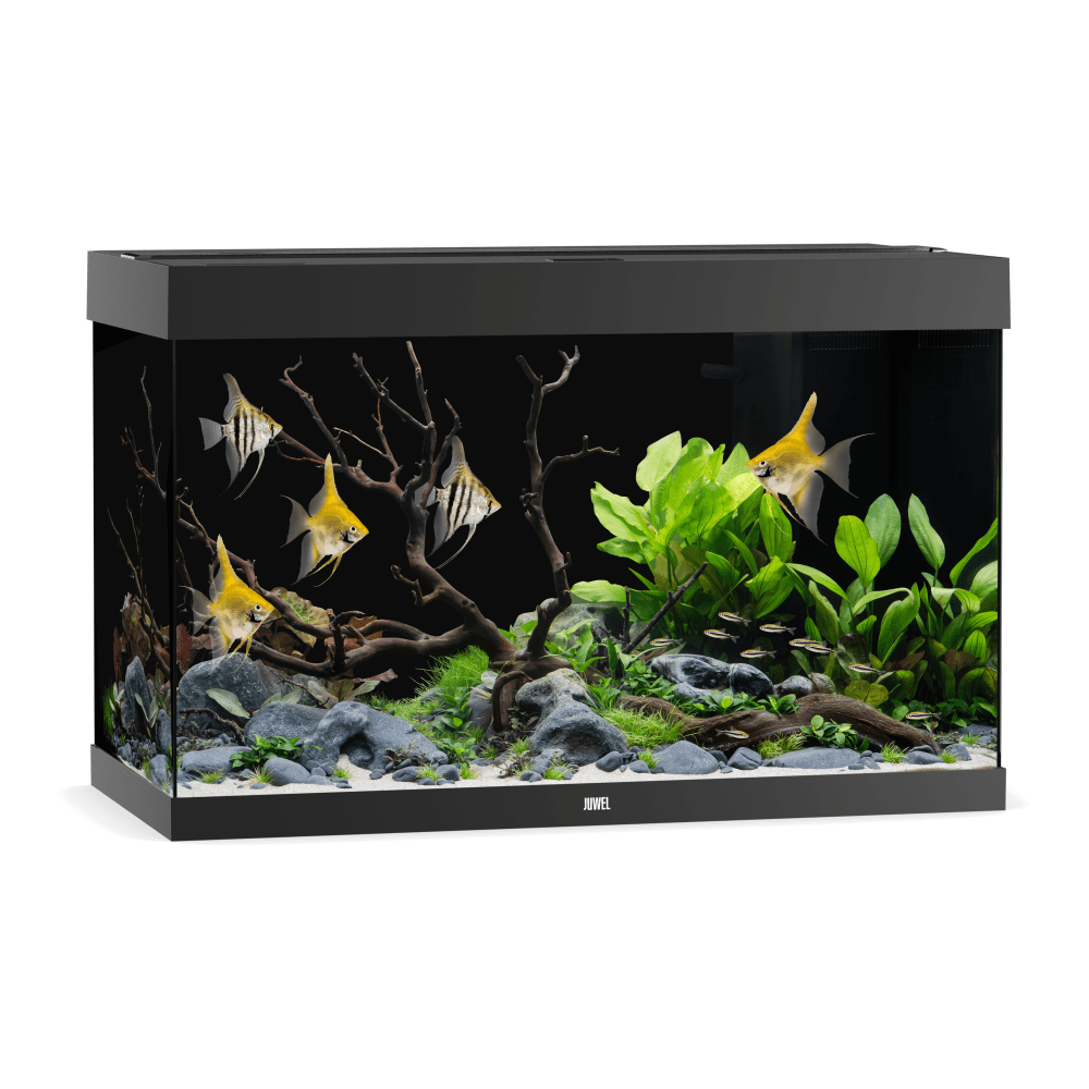 Juwel Rio 290 LED Aquarium